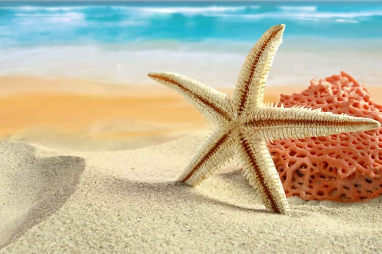 Estrela do mar
